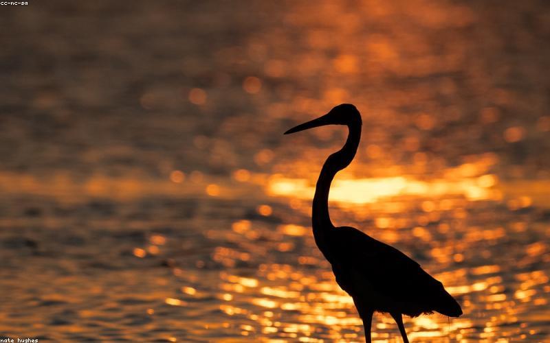 A vibrant collage of the latest smartphone models from Samsung, Xiaomi, Oppo, and iPhone, showcasing their sleek designs and multiple camera lenses.