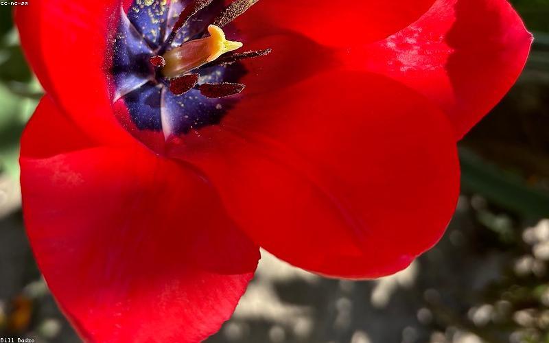 Fuel pump nozzle filling a car, with price display in background