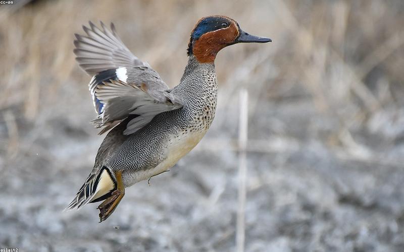 Group of volunteers planting trees in a city park in Pakistan
