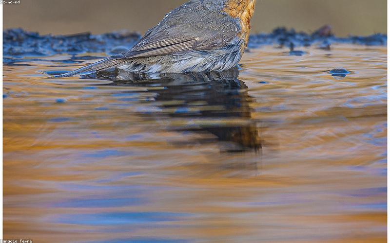 A close-up shot of the cooked Chicken Karahi, showing its rich texture and vibrant colors