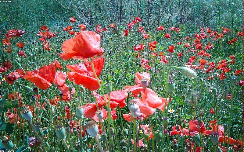 Close-up of a beautifully presented unique dessert, perhaps a deconstructed cheesecake with berries and edible flowers