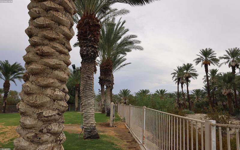 A refreshing glass of water with lemon slices next to dates