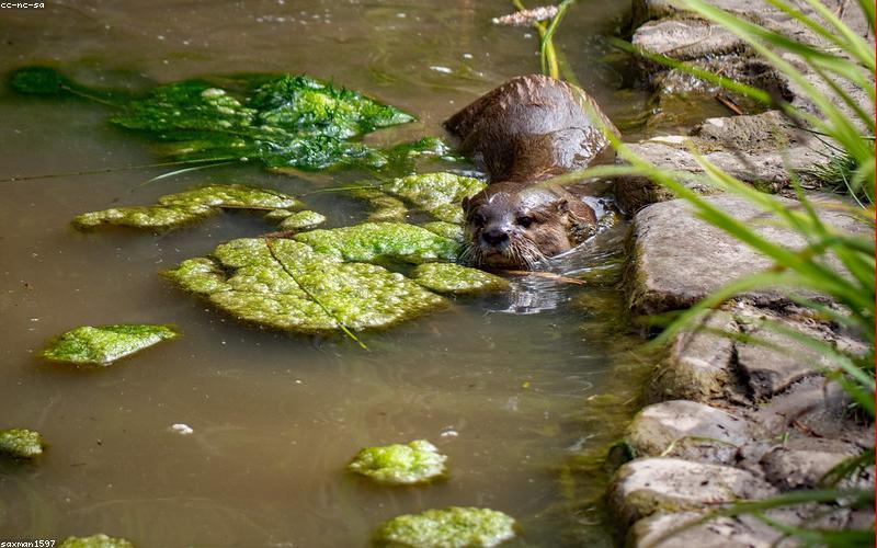 A vibrant platter of watermelon slices, cucumber, oranges, and a jug of refreshing lemon water.
