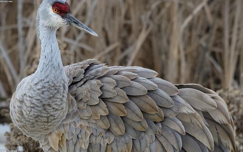 A vibrant display of different smartphone cameras with advanced lenses.
