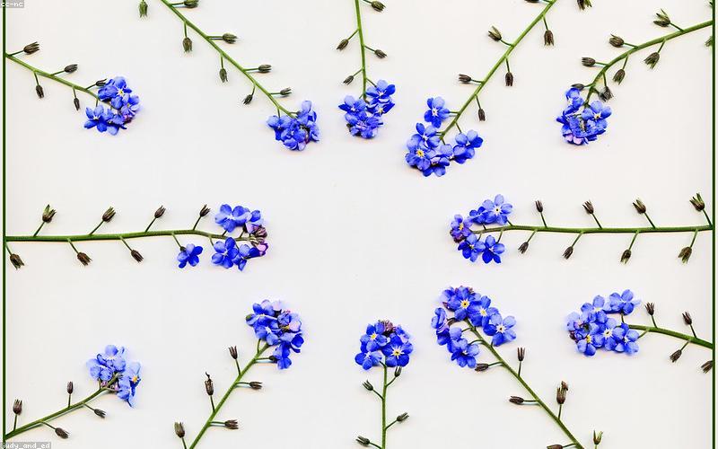 Close-up of fresh, colourful ingredients: ripe tomatoes, green chilies, ginger, garlic, cilantro, all neatly arranged.