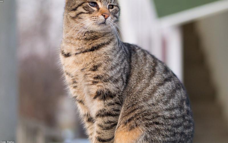 Vibrant Pakistani flag waving proudly