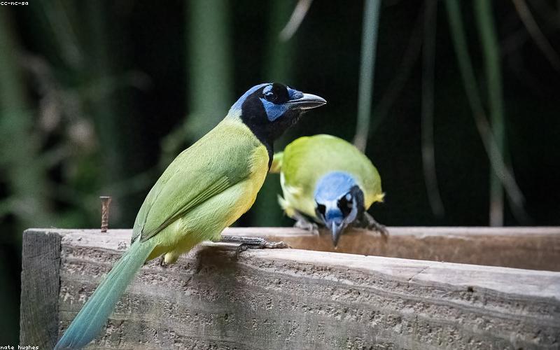 Close-up of a modern smartphone camera setup with multiple lenses