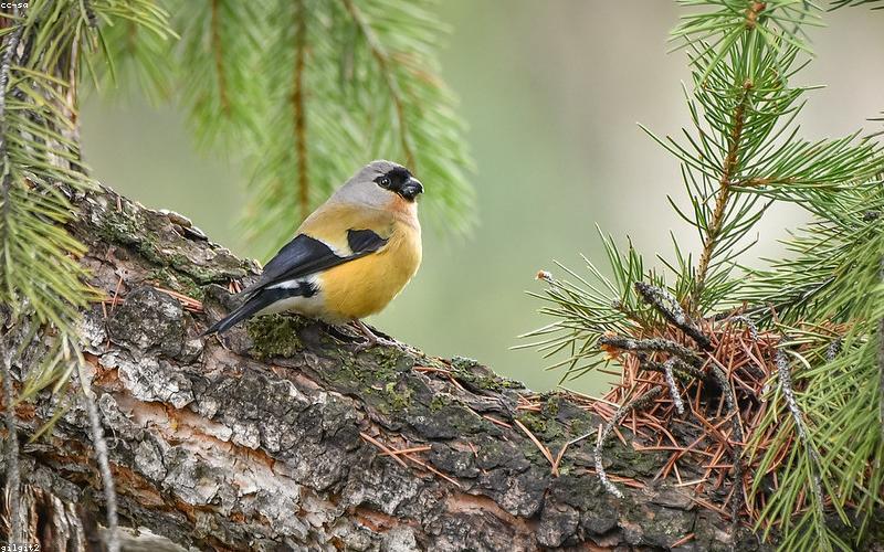 Graphic illustrating 5G network coverage or speed test in Pakistan