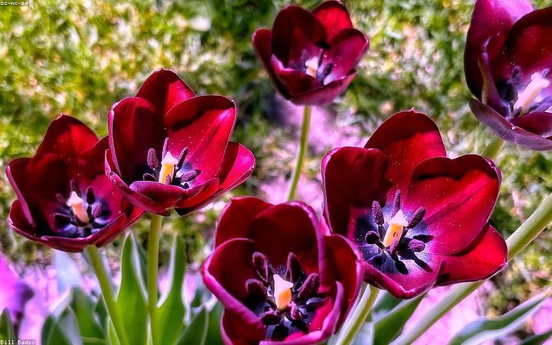 A vibrant image of a smartphone displaying the 5G logo with Pakistani flag elements in the background.
