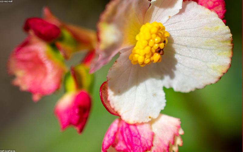 Rows of high-efficiency solar panels sparkling on a modern rooftop under the Pakistani sun