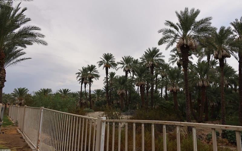 A vibrant spread of water bottles, lemon slices, fresh fruit juices, and a bowl of cut watermelon and dates.