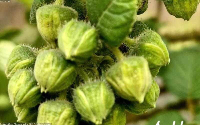 A colorful fruit chaat with various Pakistani fruits