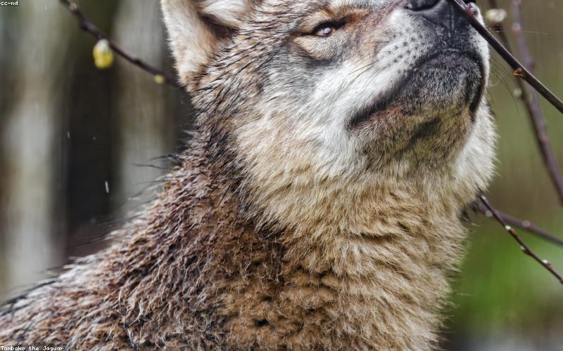 Onions frying in a karahi, golden brown