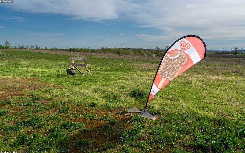 A ridiculously cute Pakistani cat doing something funny