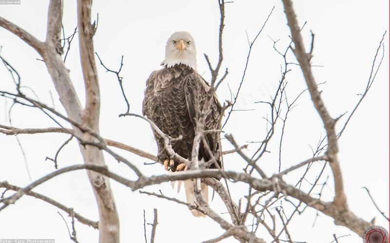 A picture showcasing a healthy Sehri spread with whole wheat roti, yogurt, fruit salad, and a glass of water.