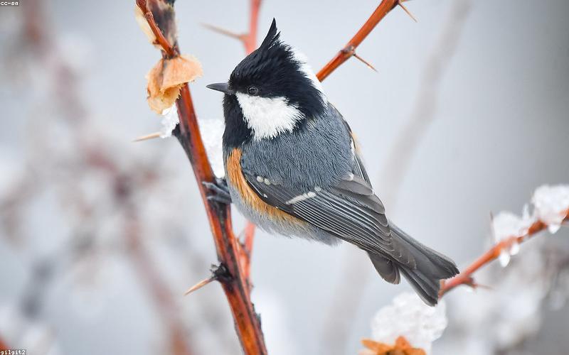 A modern electric rickshaw on a busy Karachi street, highlighting the growing trend of electric vehicles in Pakistan.