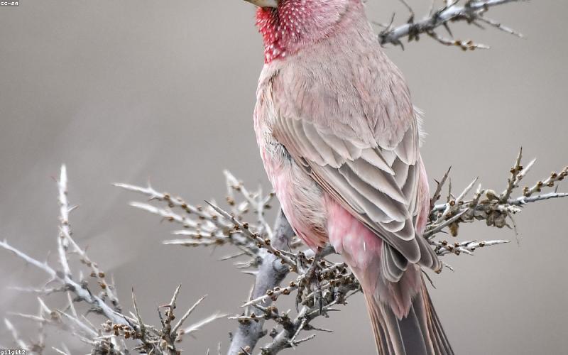 A comparison table highlighting the pros and cons of imported vs locally manufactured lithium batteries in Pakistan.