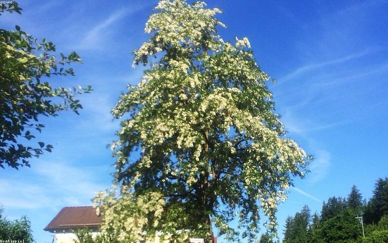 A person hiking with a solar powered backpack that is charging a smartphone