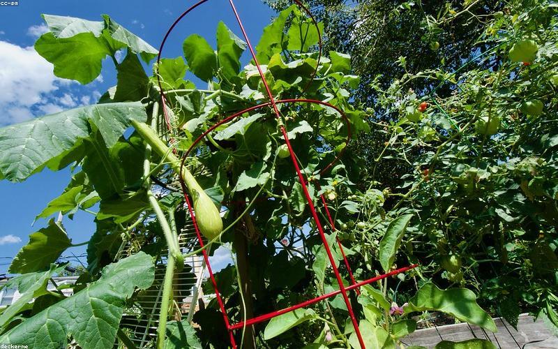 A picture of a lush rooftop garden in Lahore, with vegetables and herbs growing.