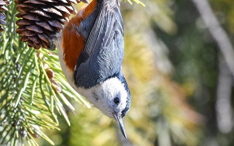 A price comparison chart for different lithium batteries in Pakistan