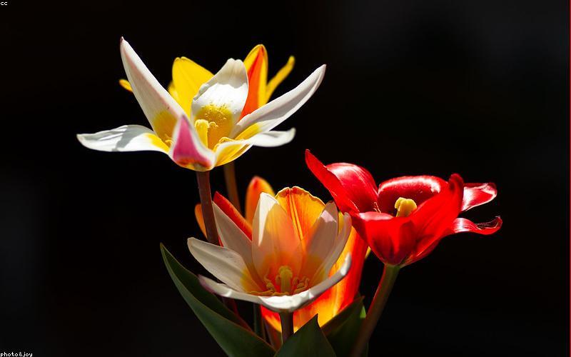 A sleek, modern perovskite solar panel installation on a rooftop in China, with a futuristic city skyline in the background.
